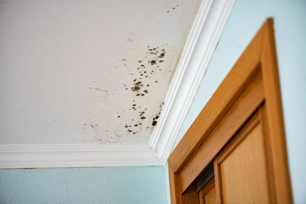 Best Mold Remediation  in Red Cloud, NE