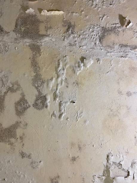 Best Certified Mold Removal  in Red Cloud, NE