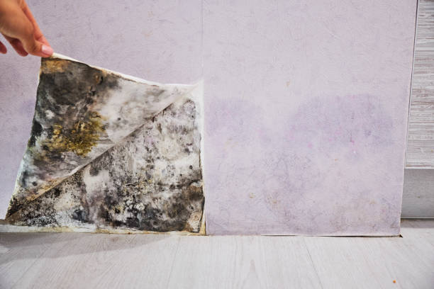 Best Affordable Mold Removal  in Red Cloud, NE